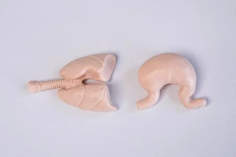 Miniature educational models of a human stomach and lungs with trachea arra.. Stock Photos