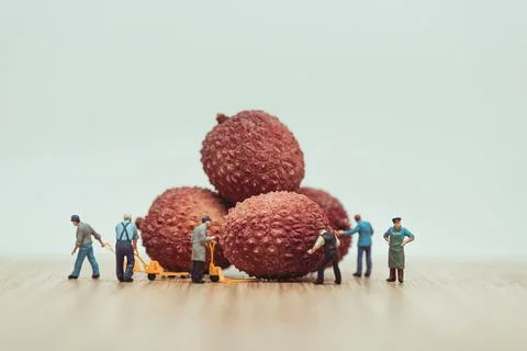 Miniature farmers loading lychees on pallet truck Stock Photos