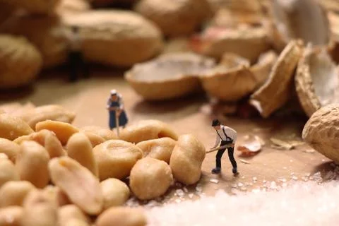 Miniature farmers preparing nuts Stock Photos