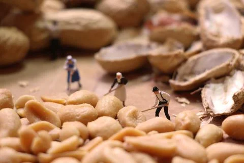 Miniature farmers preparing nuts Stock Photos