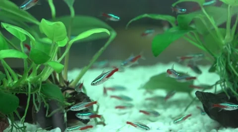 Miniature fish, aquarium, Stock Footage 48330864
