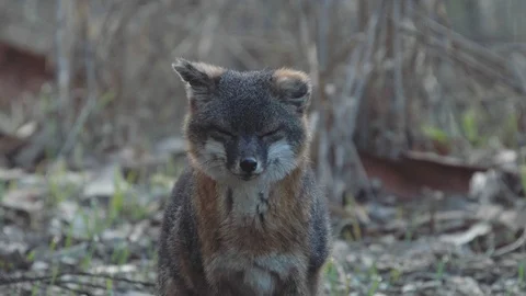 Miniature fox Stock Footage 88286096