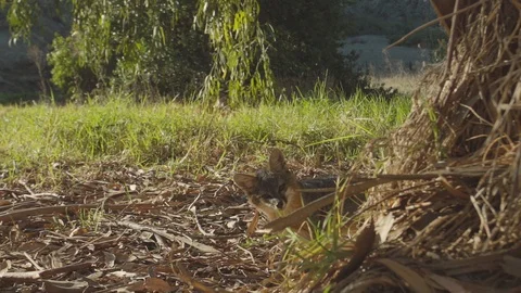 Miniature fox looking at the camera Stock Footage 88285254