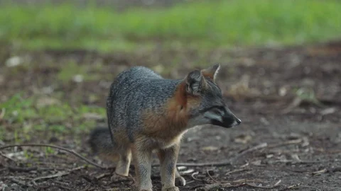 Miniature fox walking away 스톡 동영상 88286155