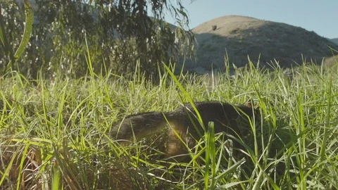 Miniature fox walking away in slow-motion Stock Footage 88285202