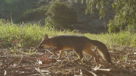 Miniature fox walking away in slow-motion Stock Footage 88285534