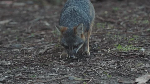 Miniature fox wandering around Stock Footage 88286592
