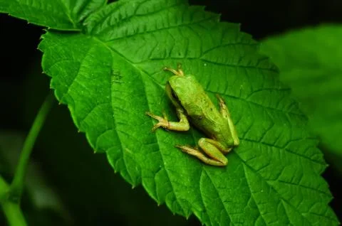 Miniature frog sitting on a green leaf Stock Photos