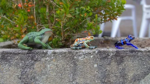 Miniature frogs aligned on a rocky element Stock Footage 154297630