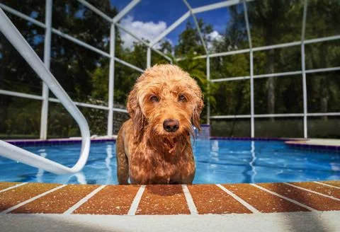 Miniature Golden doodle dog standing in pool Stock Photos