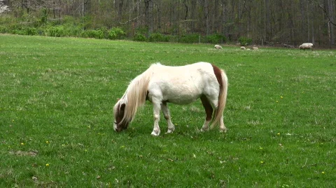 Miniature horse Stock Footage 114989