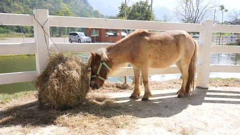 Miniature horse Stock Footage 77026699