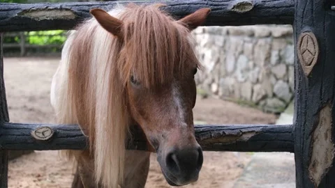 Miniature horse Video stock 224937281