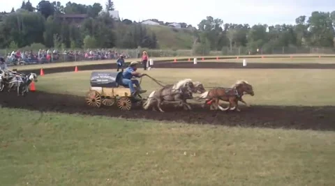 Miniature horses mini chuck wagon racing Stock Footage 162865425