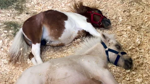 Miniature horses sleeping Stock Footage 210540105