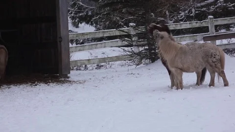 Miniature Horses in Snow Stock Footage 71151740
