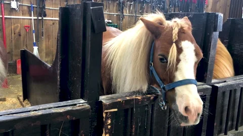 Miniature horses in the stable Stock-Footage 210540102