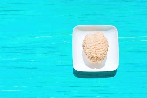 Miniature Human Brain Replica Placed on a White Tray Foto stock