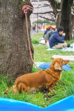 Of the miniature image Stock Photos