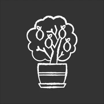 Miniature lemon tree chalk white icon on black background. Potted evergreen c Stock Illustration