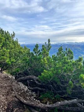Miniature mountain pine trees on a rocky mountain against a cloudy sky Stock-Fotos
