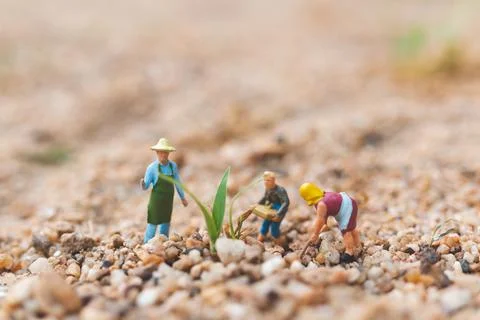 Miniature people : Farmer working plot in the desert Stock Photos