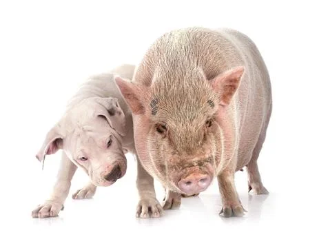 Miniature pig and dog Stock Photos