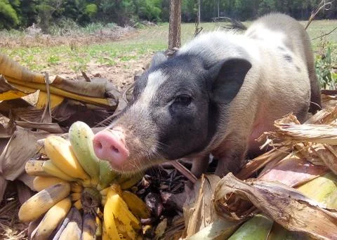 Miniature pig Stock Photos