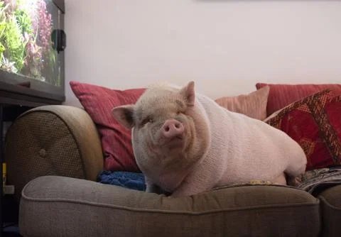 Miniature pig on sofa Foto stock