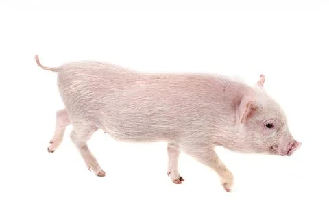 Miniature pig in studio Stock Photos