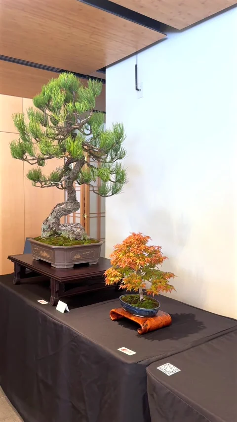 Miniature Pine and Orange Maple Bonsai Indoor Display Stock Footage 347629797