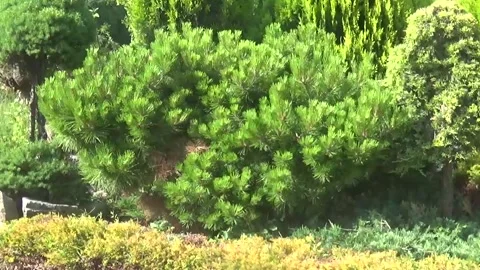 Miniature pine, mountain pine Stock Footage 313035488
