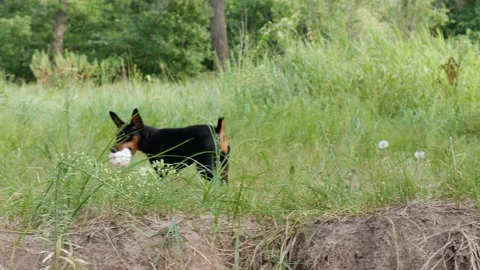 A miniature pinscher with a ball Stock Footage 203914265