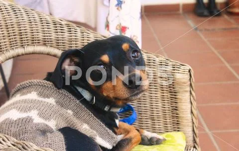 Miniature Pinscher dog wearing a winter jumper and relaxing on a chair Stock Photos