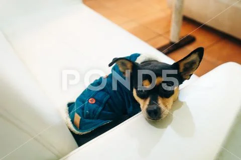Miniature Pinscher dog wearing a winter jumper and relaxing on a chair Stock Photos