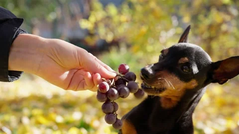 Miniature pinscher eats grapes from the hands of a girl Stock Footage 169571847