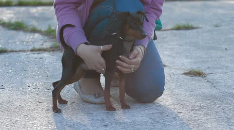 Miniature pinscher Stock Footage 23916434