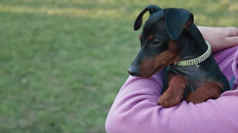 Miniature pinscher Stock Footage 23923346