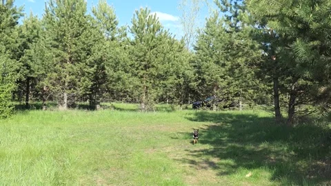 A miniature pinscher. a forest clearing Stock Footage 195455751