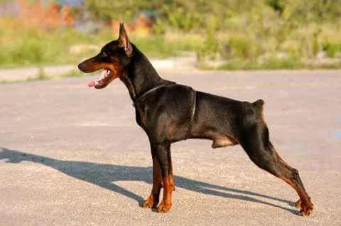 Miniature Pinscher Stock Photos