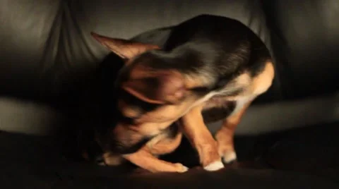 Miniature Pinscher resting Stock Footage 7737324