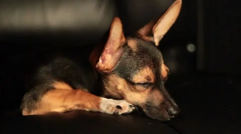 Miniature Pinscher resting Stock Footage 7737365