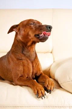 Miniature Pinscher on a sofa Foto stock