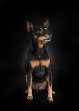 Miniature pinscher in studio Stock Photos
