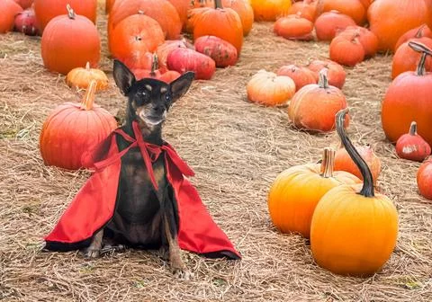 Miniature pinscher in studio Stock Photos