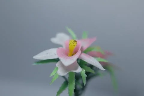 Miniature plants  Stock Photos