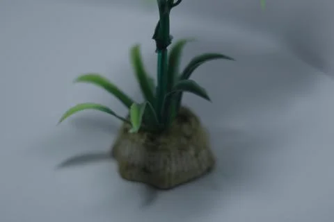 Miniature plants  Stock Photos