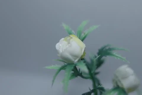 Miniature plants  Stock Photos