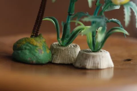 Miniature plants  Stock Photos