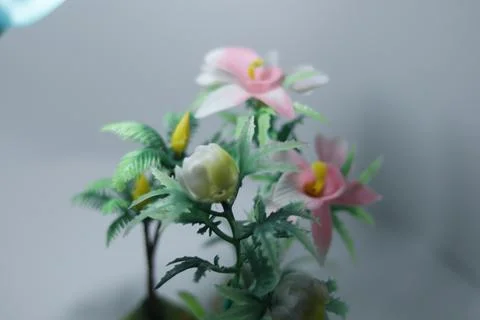 Miniature plants  Stock Photos